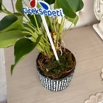 Çiçek Sepeti Siparişinde Solmuş Çiçek Ve Kırık Saksı