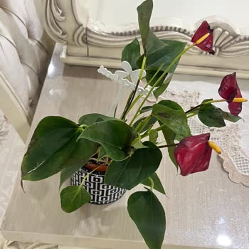 Çiçek Sepeti Siparişinde Solmuş Çiçek Ve Kırık Saksı