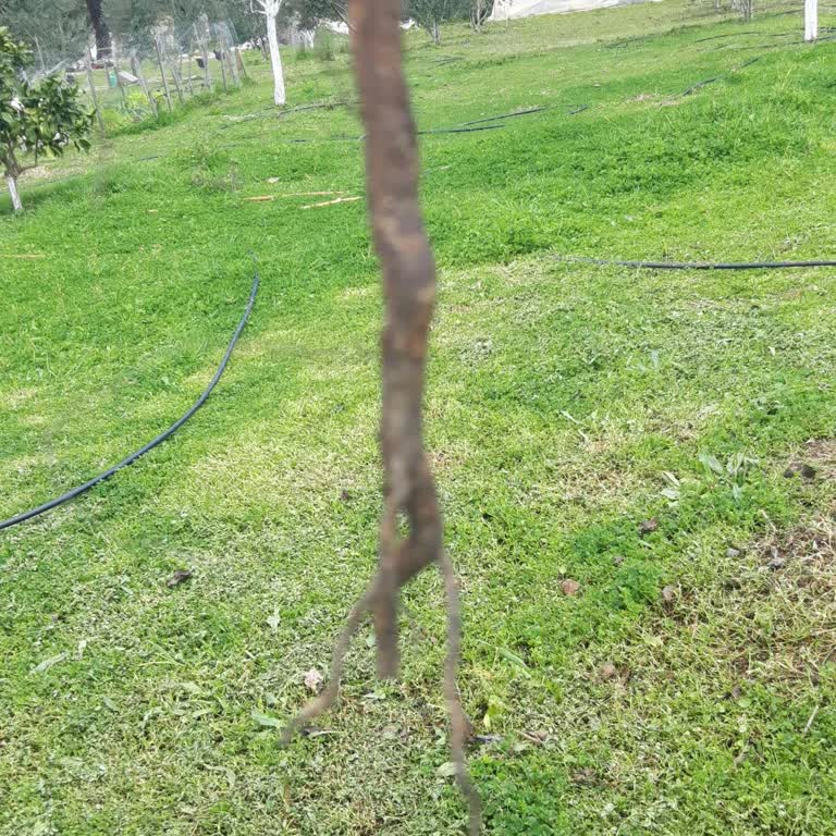 Fidancı Baba Ürünlerin Kalitesiz Ve İlanla Alakasız Olması