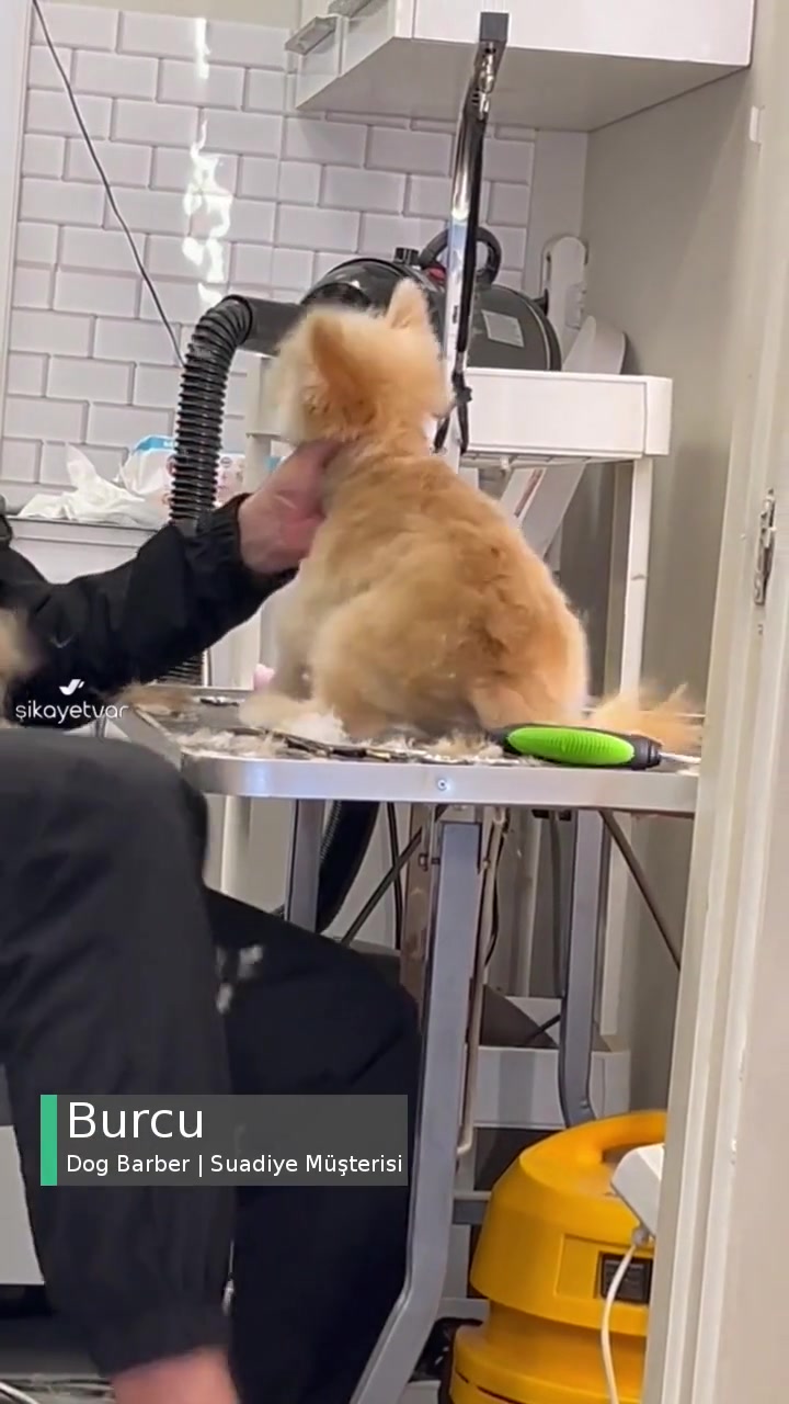 Dog Barber Suadiye 4 Aylık Köpeğimizin Kulağını Kesti! videonun kapak resmi