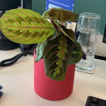 Hızlı Çiçek Gönderilen Çiçek, Sitedeki Görselde Yer Alan Ürünle Hiçbir Şekilde Uyuşmuyor