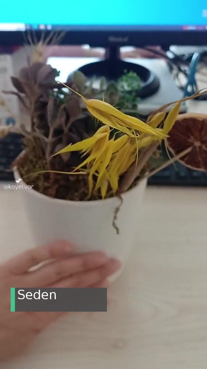 Taze Çiçek | Tazecicek.com Hastalıklı Çiçek Gönderimi videonun kapak resmi