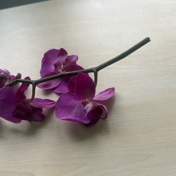 Hasarlı Orkide Gönderimi Ve Yanlış Ürün Sayısı Nedeniyle Değişim İsteği