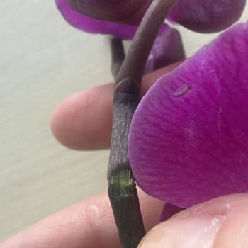 Hasarlı Orkide Gönderimi Ve Yanlış Ürün Sayısı Nedeniyle Değişim İsteği