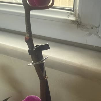 Hasarlı Orkide Gönderimi Ve Yanlış Ürün Sayısı Nedeniyle Değişim İsteği