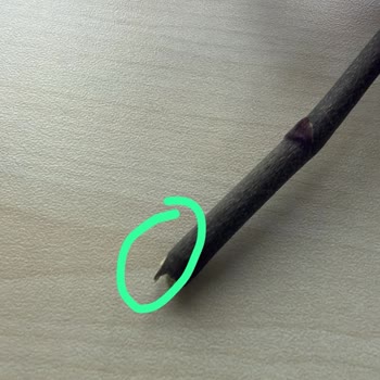 Hasarlı Orkide Gönderimi Ve Yanlış Ürün Sayısı Nedeniyle Değişim İsteği