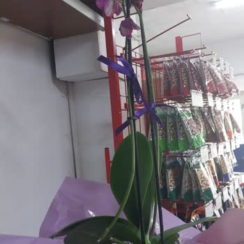 Kırık Çiçek Dalı İle Yaşanan Mağduriyet