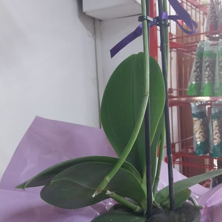 Kırık Çiçek Dalı İle Yaşanan Mağduriyet