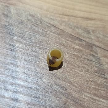 Ankara Makarna Yüksük Ürününde Yabancı Madde Ve Hijyen Sorunu