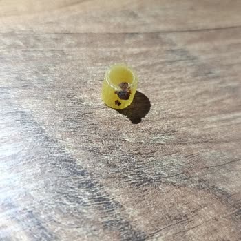 Ankara Makarna Yüksük Ürününde Yabancı Madde Ve Hijyen Sorunu