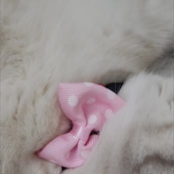 Getir'de Tamer Petshop'tan Gelen Hasarlı Ve Kalitesiz Pet Ürünleri Ve Umursamaz Destek