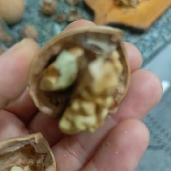 Küflü Ceviz Satışı Ve İade Reddi