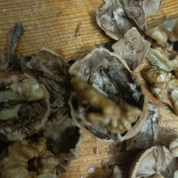 Küflü Ceviz Satışı Ve İade Reddi