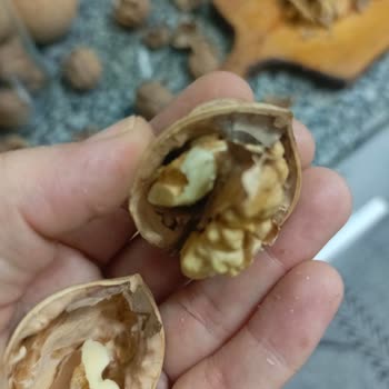 Küflü Ceviz Satışı Ve İade Reddi