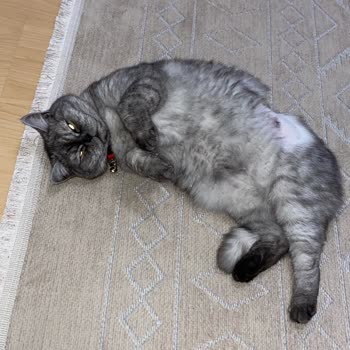 Koruyucu Elbisenin Erken Çıkarılması Ve Aşırı Ücretlendirme