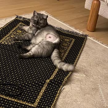 Koruyucu Elbisenin Erken Çıkarılması Ve Aşırı Ücretlendirme