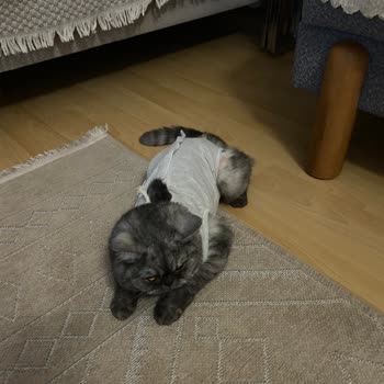 Koruyucu Elbisenin Erken Çıkarılması Ve Aşırı Ücretlendirme