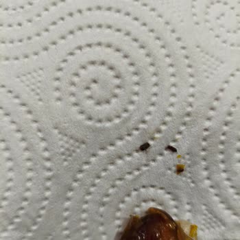 Hurmadaki Böcek Sorunu İçin İade Ve Soruşturma Talebi