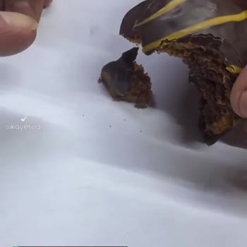 Torku'dan Kıl Çıktı