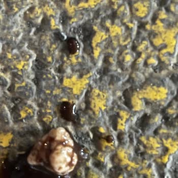 Nescafe Soğuk Kutu Kahvede Yabancı Madde Tespit Edildi, Hijyen Ve Sağlık Riski