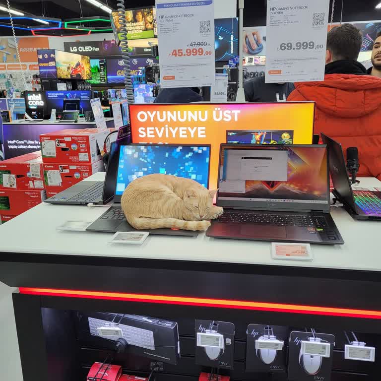 Teknosa’nın Engelli Sokak Kedisini Gizlice Alması Ve Başka Bir Bölgeye Bırakması