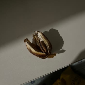 Hurmalarda Böcek Kalıntısı Ve Hijyen Endişesi, İade Talebi