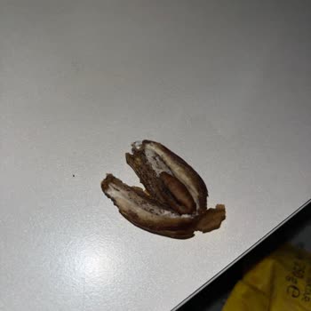 Hurmalarda Böcek Kalıntısı Ve Hijyen Endişesi, İade Talebi