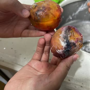 Siemens Buzdolabının Sürekli Arızası Ve Servisin Çözüm Üretmemesi