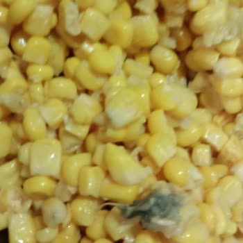 Ta Da Markalı Mısır Ürününde Yabancı Cisim Ve Bakteri Benzeri Oluşumlar Tespit Edildi