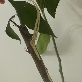 Sağlıksız Ve Hasarlı Limon Fidanı Gönderildi, İade Ve Değişim Talebi