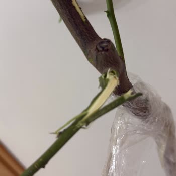 Sağlıksız Ve Hasarlı Limon Fidanı Gönderildi, İade Ve Değişim Talebi