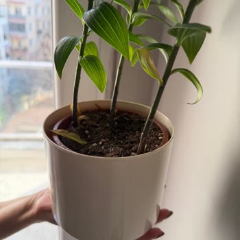 Beton Saksı Ücreti Alındı Ama Plastik Saksı Gönderildi, Ücret İadesi Talebi