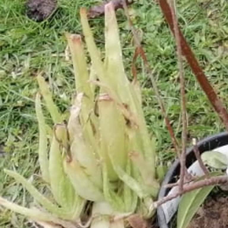 Görsellerle Uyuşmayan Donmuş Aloe Vera Bitkisi Ve Destek Eksikliği