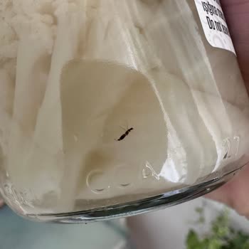 Macro Center Talia Karnabahar Turşusunda Böcek Keşfi Ve İade Talebi