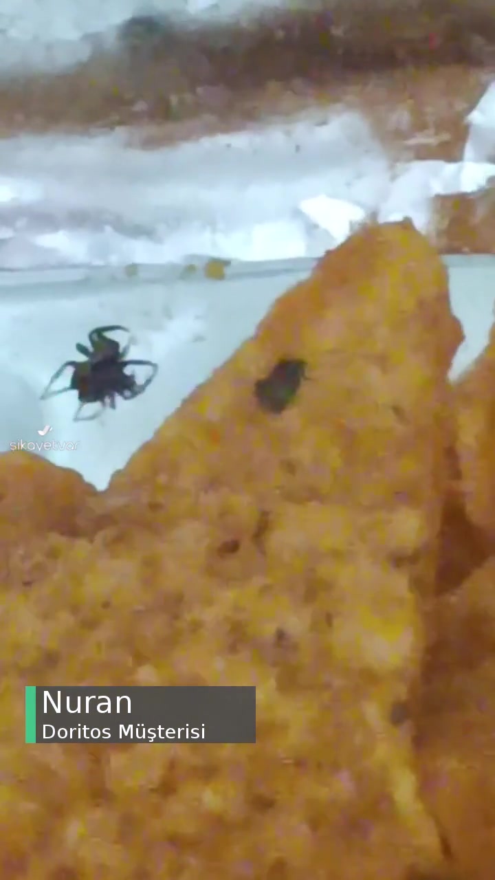 Doritos Cipsin İçinden Örümcek Çıktı! videonun kapak resmi