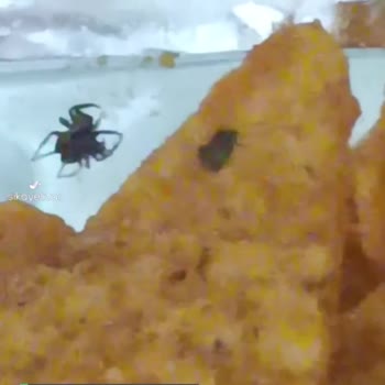 Doritos Cipsin İçinden Örümcek Çıktı!