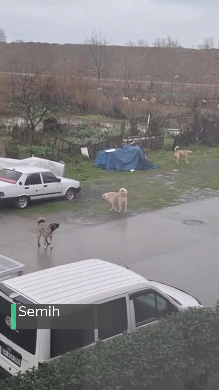 Ordu Büyükşehir Belediyesi Altınordu Sokak Köpekleri Hakkında Şikayet videonun kapak resmi