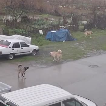 Ordu Büyükşehir Belediyesi Altınordu Sokak Köpekleri Hakkında Şikayet