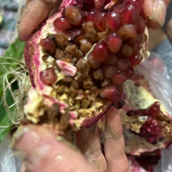 Fix Gros Eryaman Şubesinde Hamsi Temizlenmemesi, Tartım Hatası Ve Çürük Narlar Nedeniyle İade Talebi