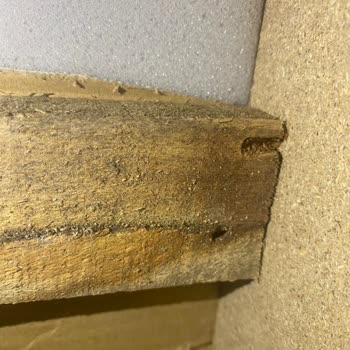 İstikbal Yatak Takımıyla Tahtakuruları Saldırısı Ve Sağlık Krizi