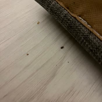 İstikbal Yatak Takımıyla Tahtakuruları Saldırısı Ve Sağlık Krizi