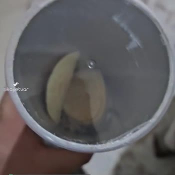 Master Potato Tadı Yok Bozuk!