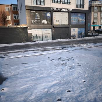 İstanbul Muratçeşme Mahallesinde Başıboş Kangal Köpekleri Güvenlik Sorunu Yaratıyor
