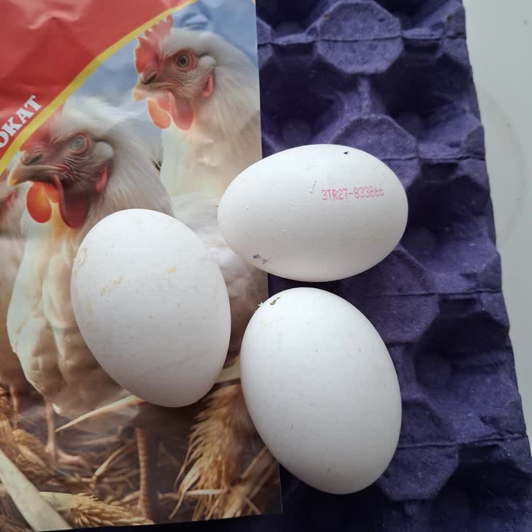 XL İşaretli Yumurta Boyutu Gerçek Standartları Karşılamıyor