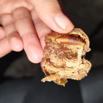 Hurmalarda Solucan Görüldü: Utanç Ve Sağlık Riski