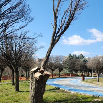 Yenimahalle 30 Ağustos Parkı'nda Kuruyan Top Akasyalar İçin Dişbudak Ağaçlarıyla Yenileme Önerisi