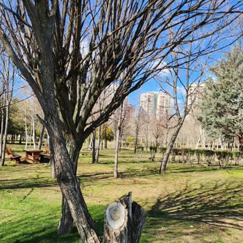 Yenimahalle 30 Ağustos Parkı'nda Kuruyan Top Akasyalar İçin Dişbudak Ağaçlarıyla Yenileme Önerisi