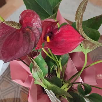 Çiçek Sepeti'nden Kuru Ve Solmuş Çiçek Teslimatı