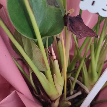 Çiçek Sepeti'nden Kuru Ve Solmuş Çiçek Teslimatı