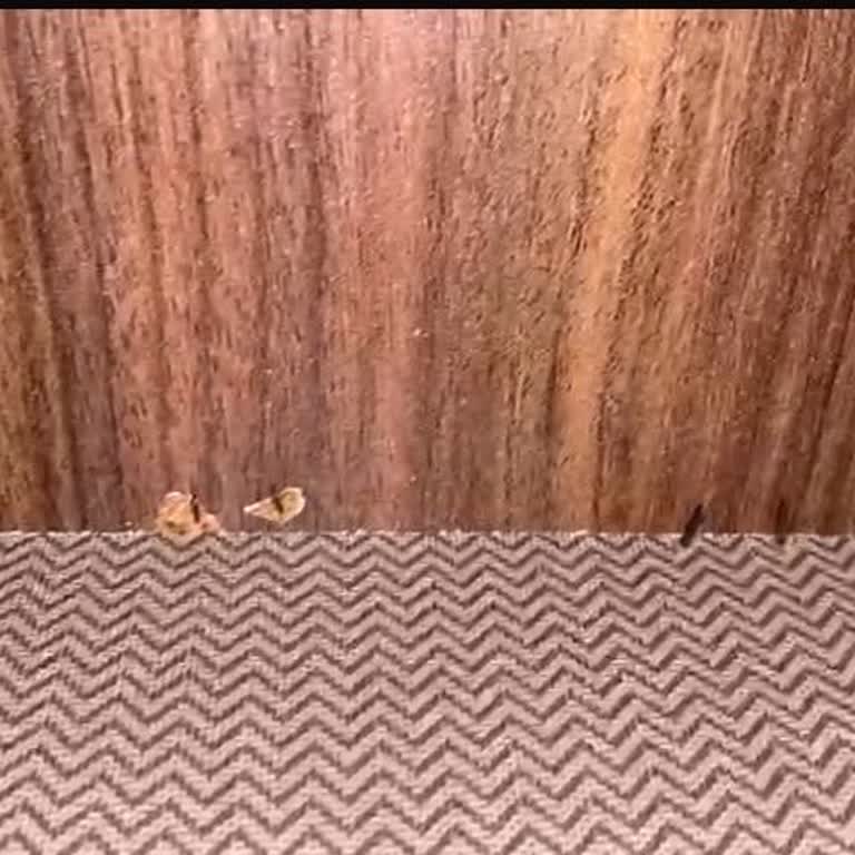 Modalife Bohem Koltuk Takımı Hüsranı!